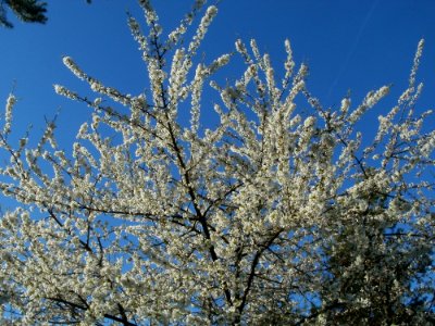 20120401Kirschbluete_Neulussheim01