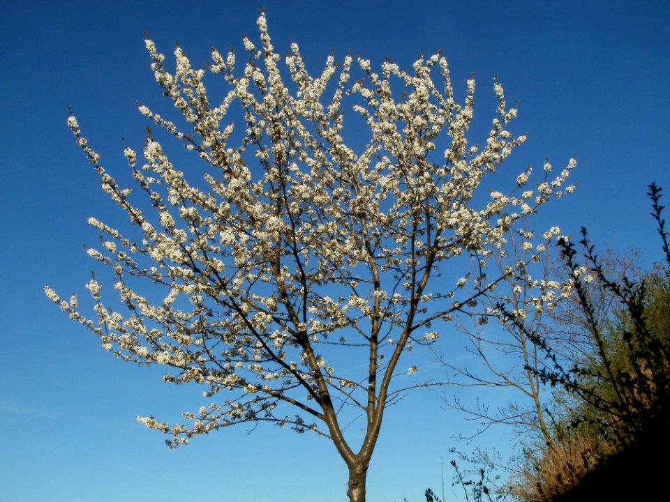 20120401Kirschbluete_Reilingen11