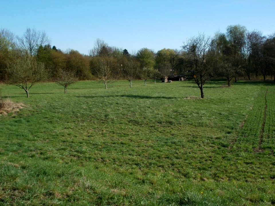 20120401Streuobstwiese_Altlussheim01
