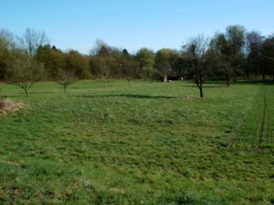 20120401Streuobstwiese_Altlussheim01