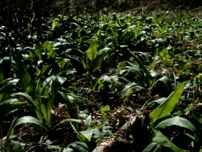 20120401Baerlauch_Altlussheim12