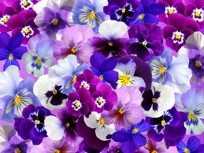 Spring flowers colorful