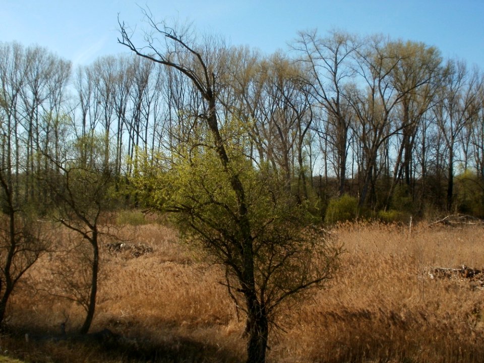 20120401Rheinauenwald2