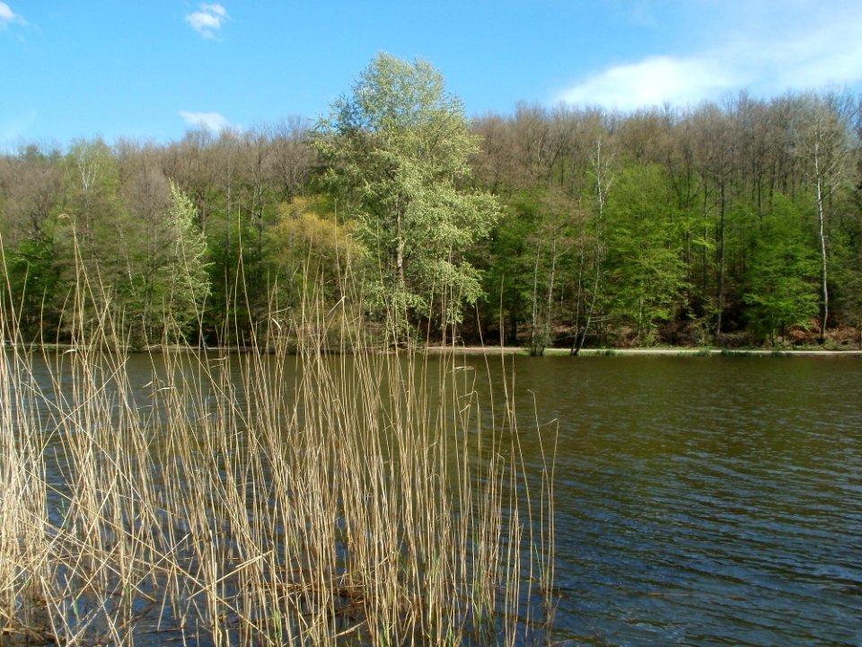20120429Burbacher_Waldweiher06