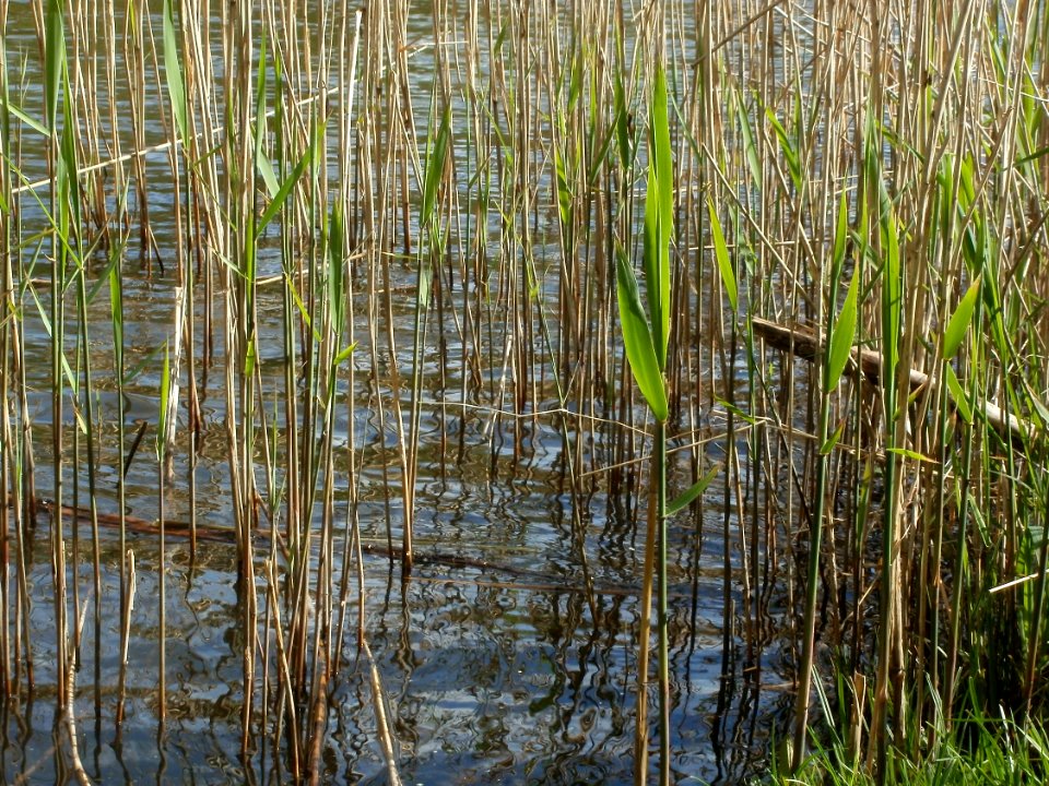 20120429Burbacher_Waldweiher08