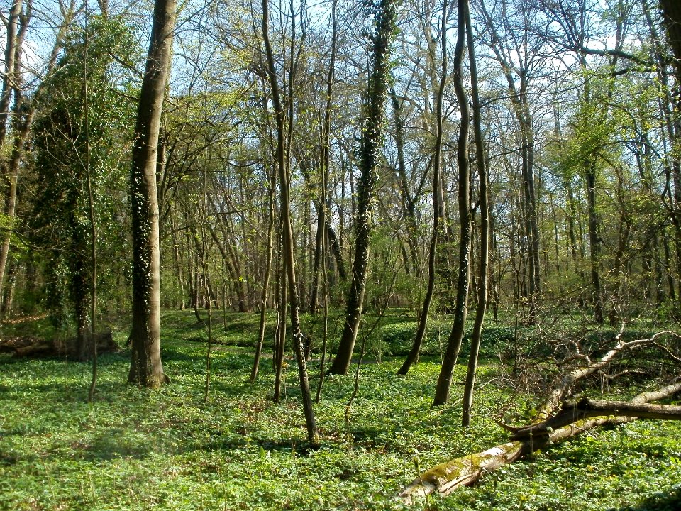 20120408Untere_Lusshardt_Altlussheim3