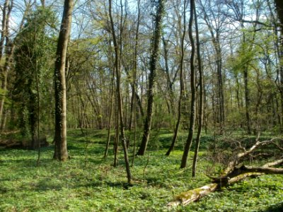 20120408Untere_Lusshardt_Altlussheim3