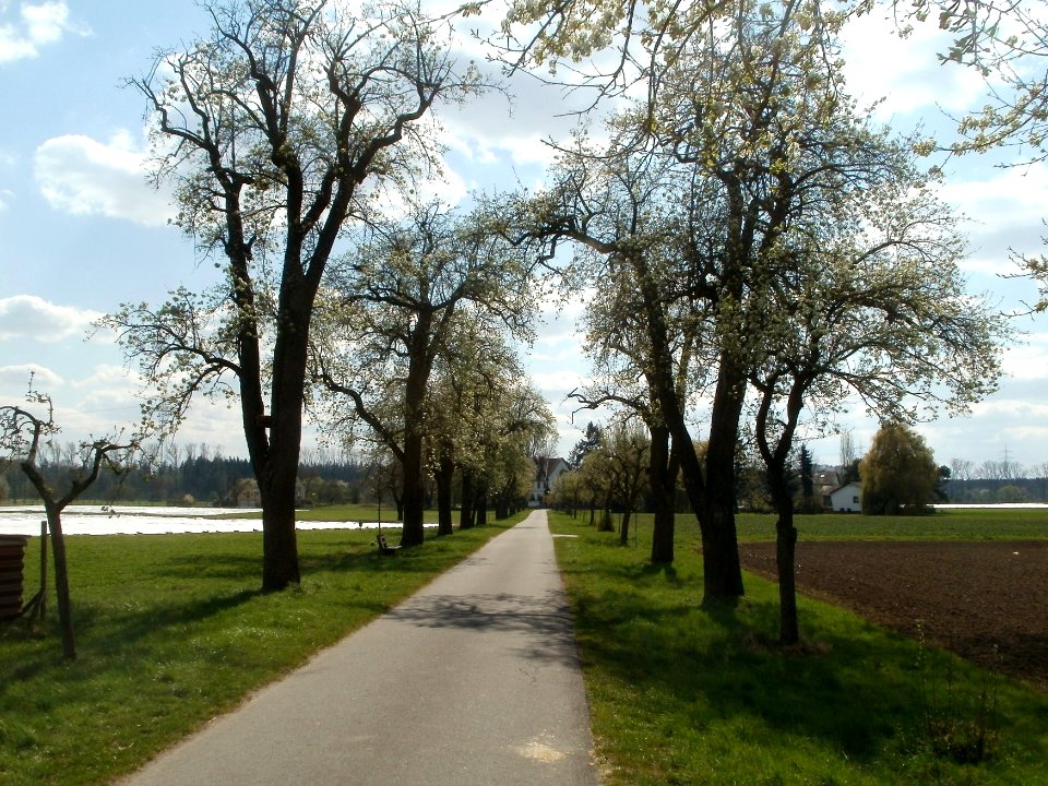 20120408Burgweg_Reilingen04