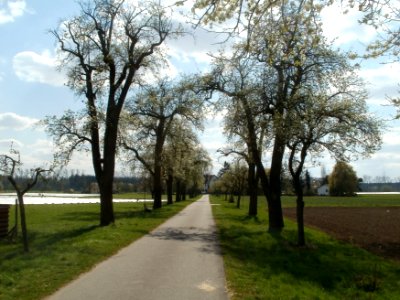 20120408Burgweg_Reilingen04