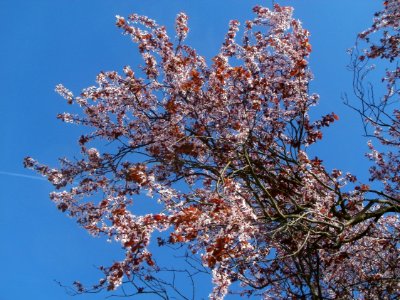20120401Kirschbluete_Altlussheim2