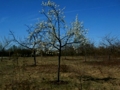20120401Apfelbluete_Hockenheim1