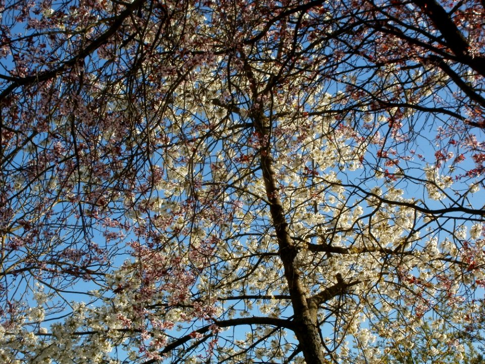 20120401Kirschbluete_Altlussheim4