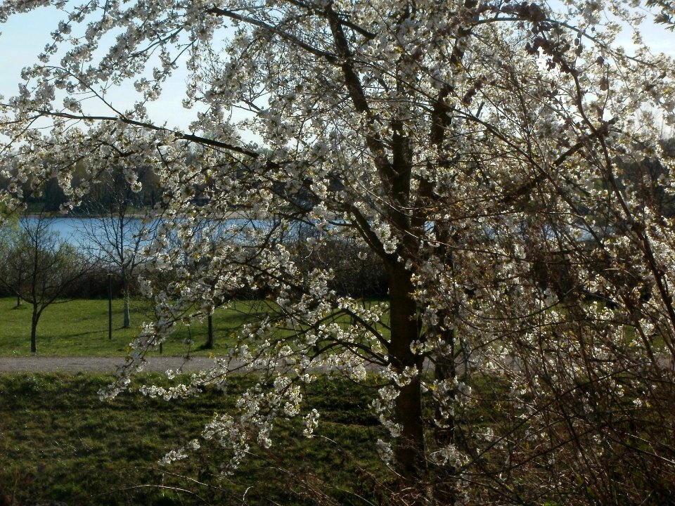20120401Kirschbluete_Altlussheim6