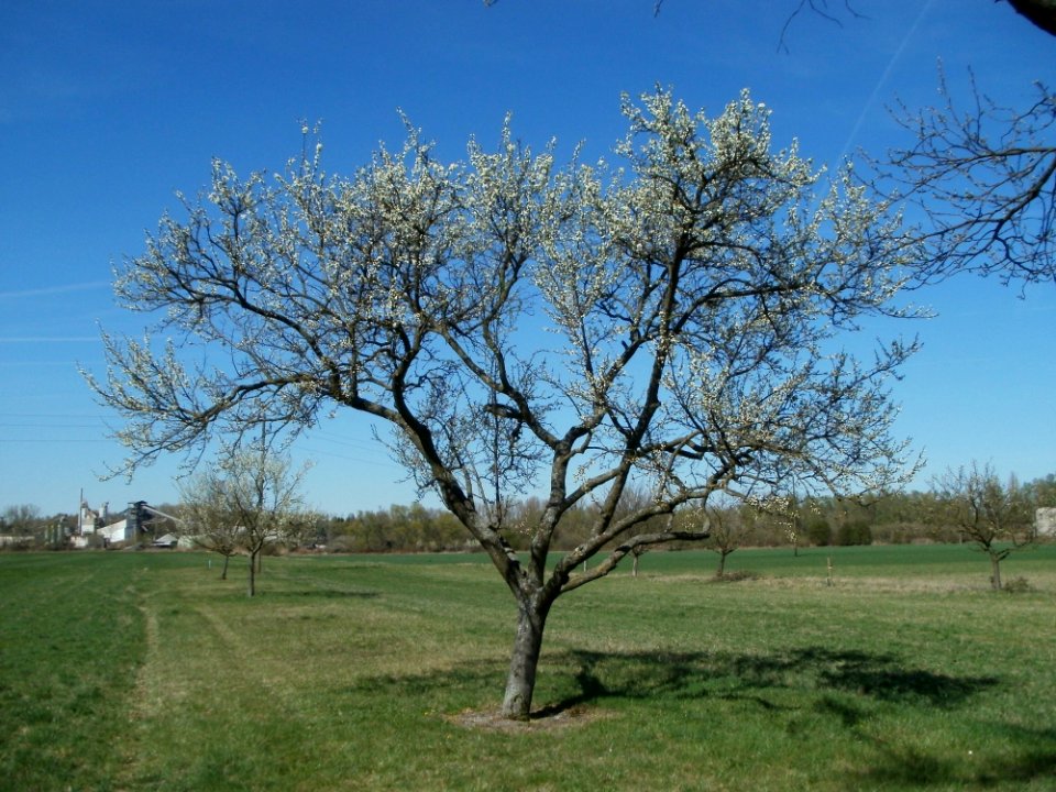 20120401Apfelbluete_Rheihausen10