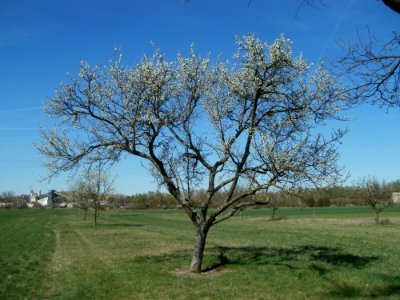20120401Apfelbluete_Rheihausen10