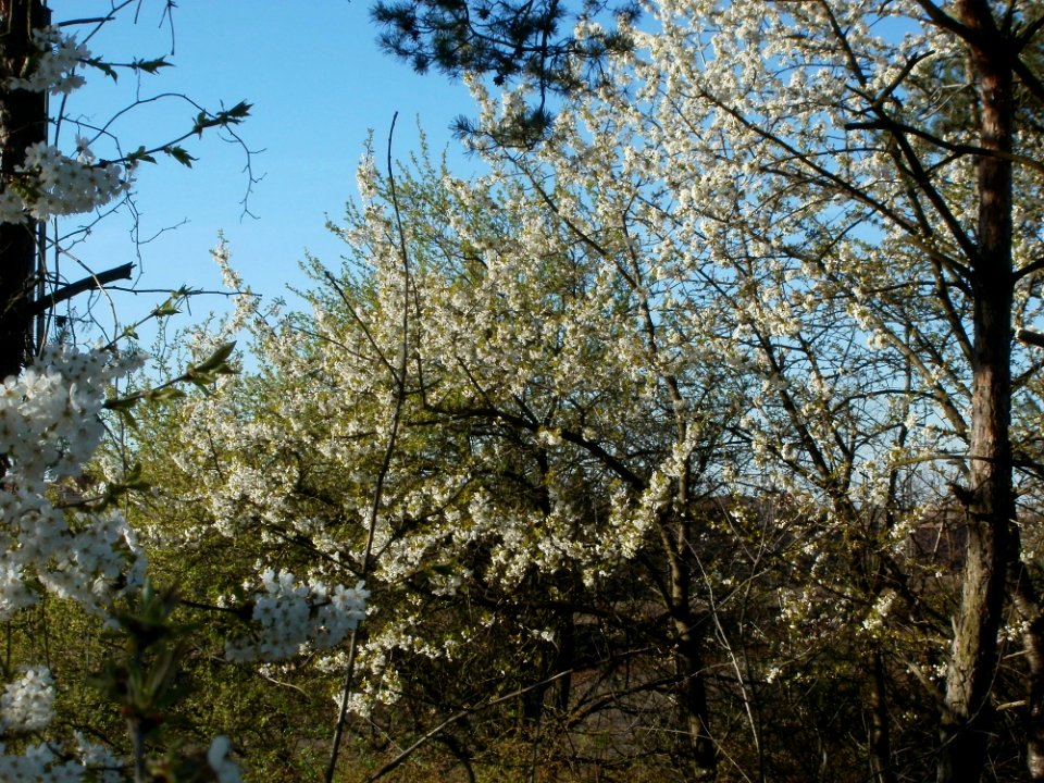 20120401Kirschbluete_Neulussheim05