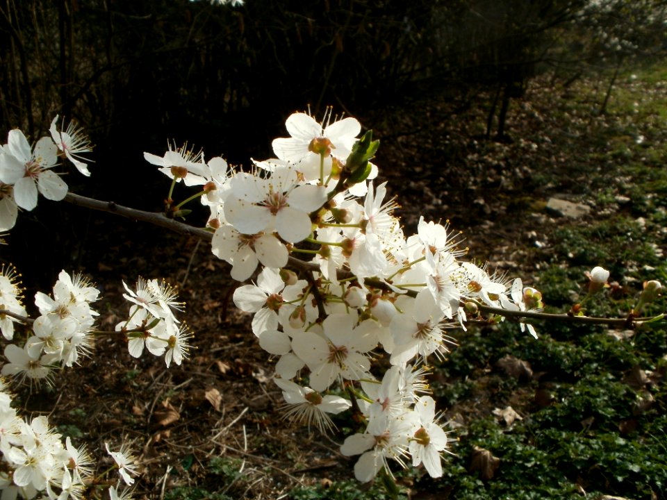 20120327Fruehling_Hockenheim5