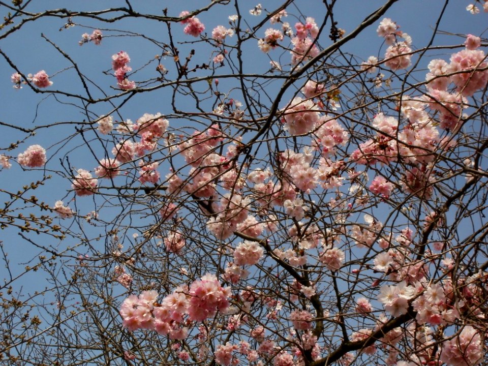 20120327Fruehling_Hockenheim3