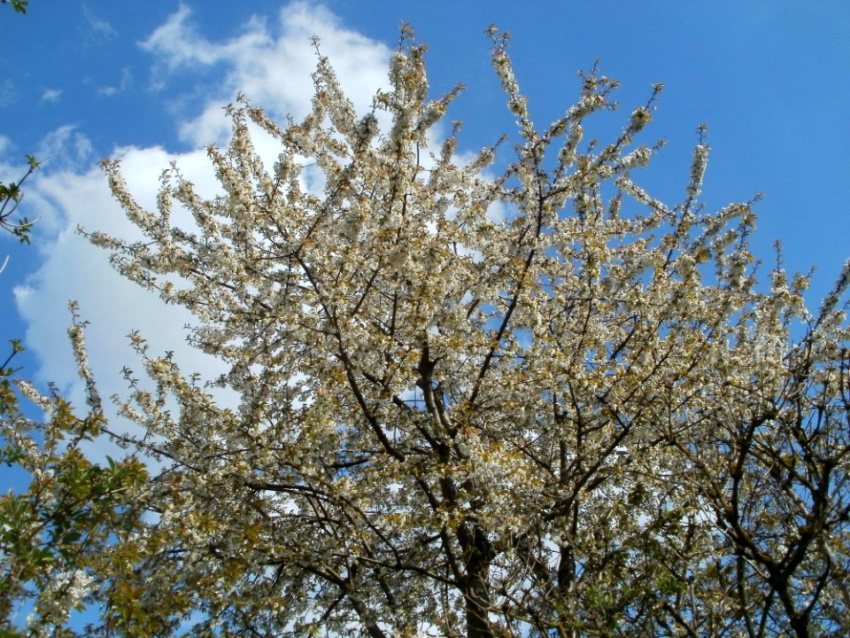 20120408Kirschbaum_Reilingen2