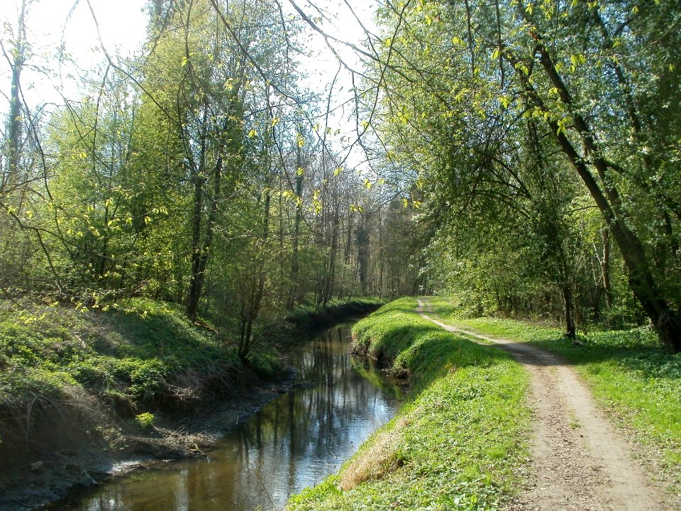 20120408Kriegbach_Altlussheim5