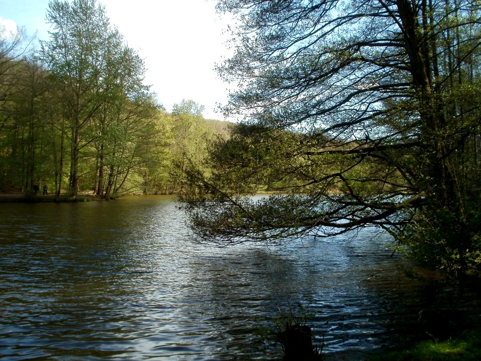 20120429Burbacher_Waldweiher01