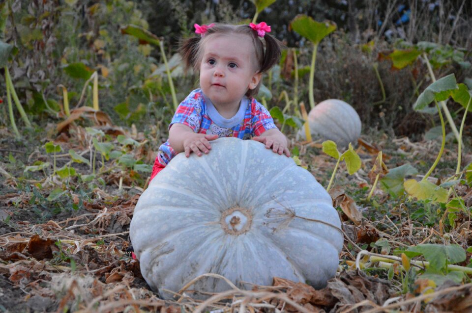 Harvest pumpkin the girl and the pumpkin