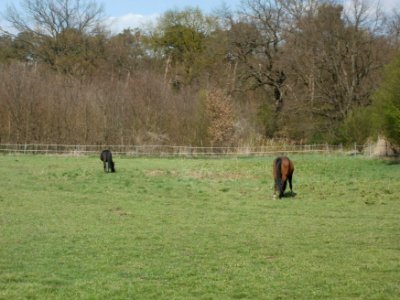 20120408Pferde_Reilingen