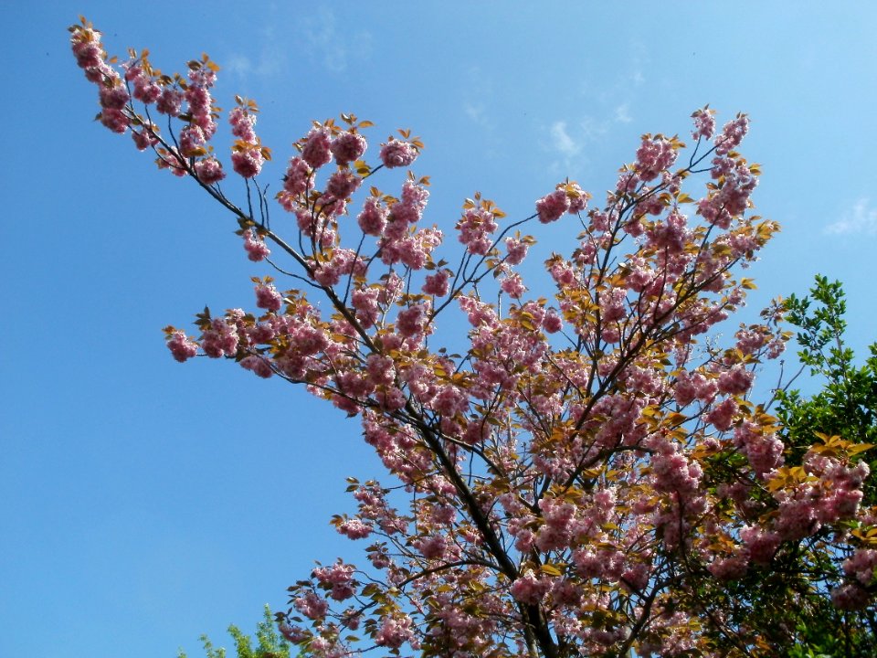 20120427Kirschbluete_Saarbruecken