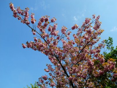 20120427Kirschbluete_Saarbruecken