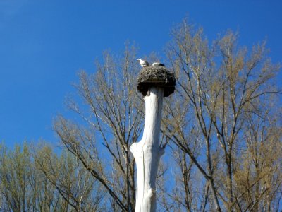 20120401Stoerche_Rheihausen2
