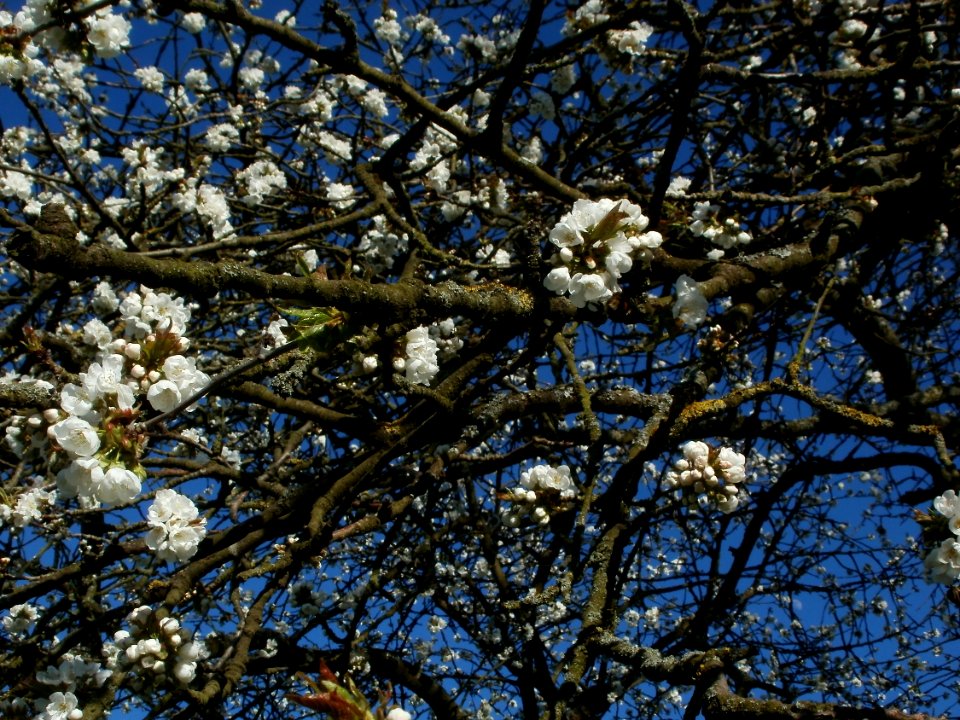 20120401Streuobstwiese_Altlussheim08