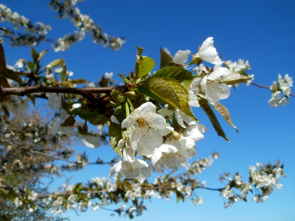 20120401Kirschbluete_Reilingen02