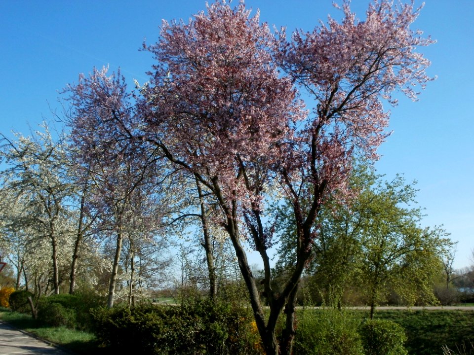 20120401Kirschbluete_Altlussheim1