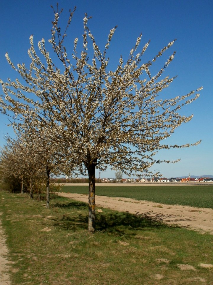 20120401Kirschbluete_Reilingen05