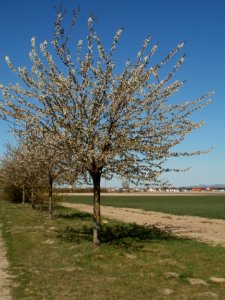 20120401Kirschbluete_Reilingen05