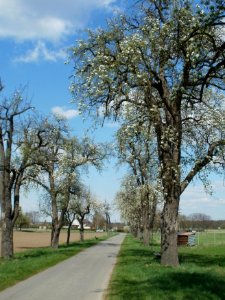 20120408Burgweg_Reilingen08