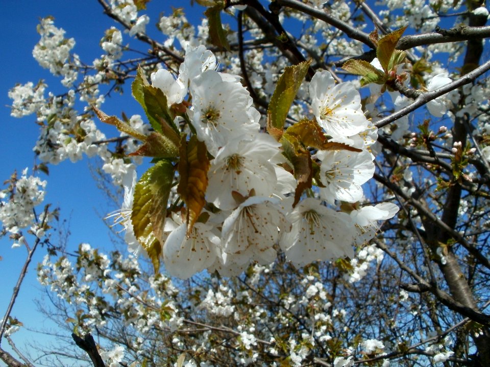 20120401Kirschbluete_Reilingen07