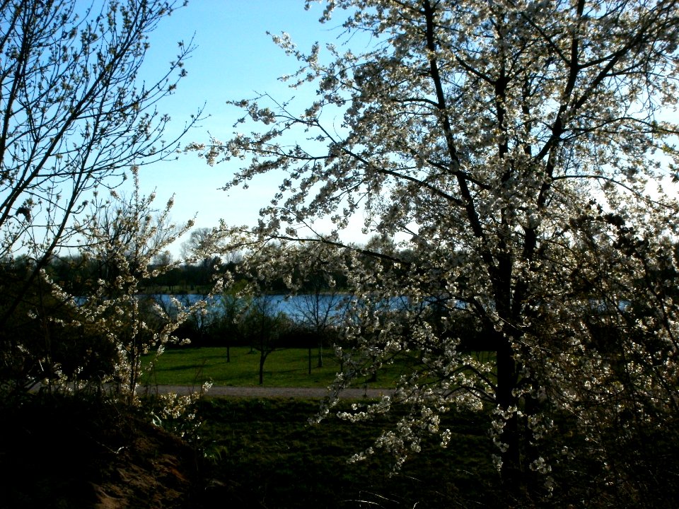 20120401Kirschbluete_Altlussheim5