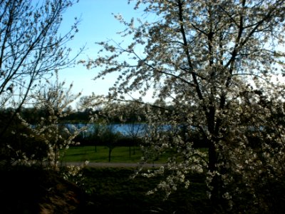 20120401Kirschbluete_Altlussheim5