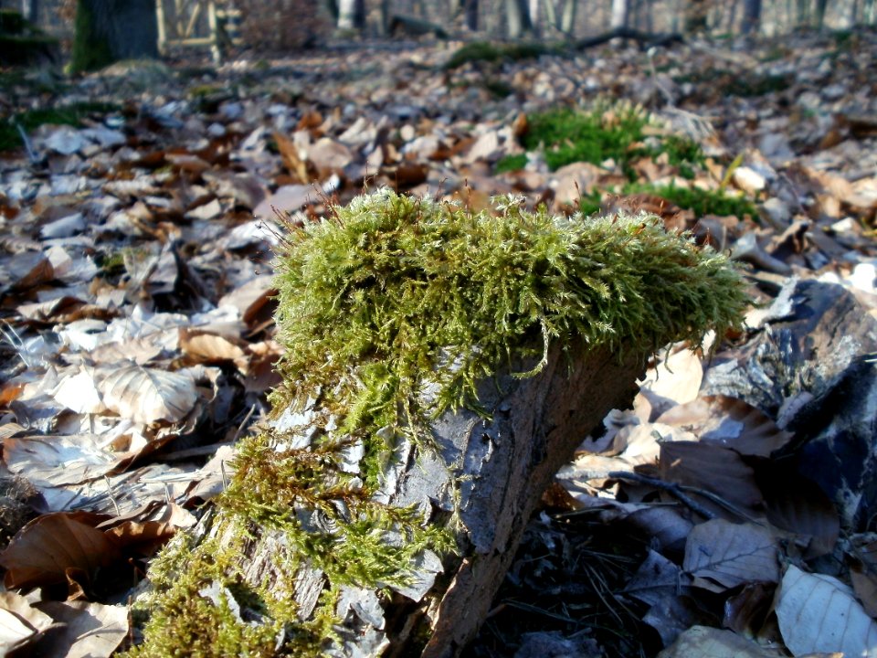 20120315Hoher_Stein7