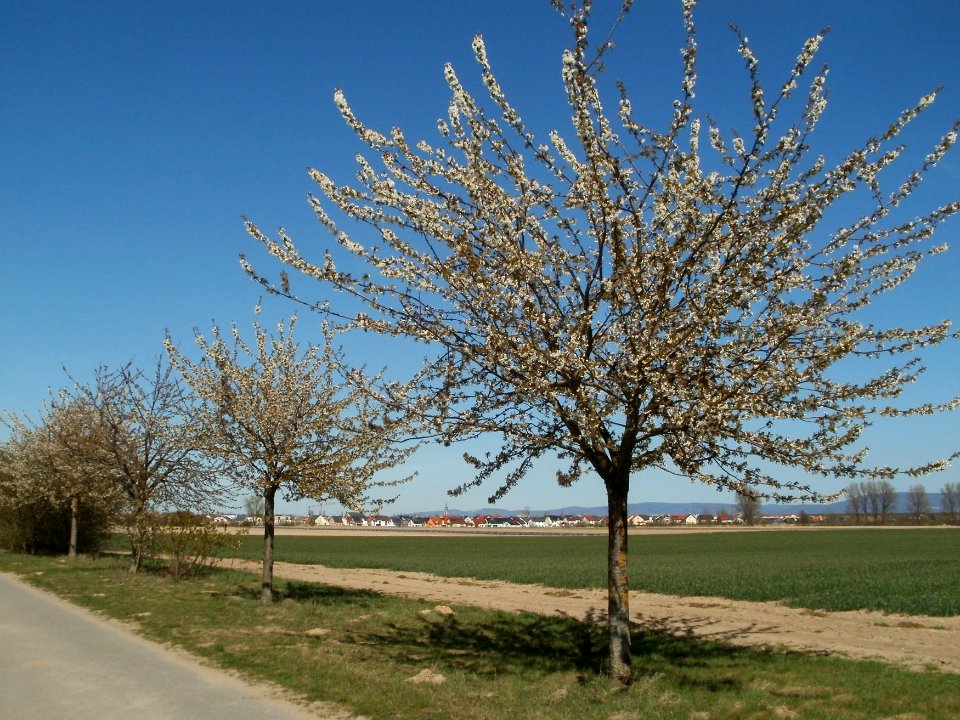 20120401Kirschbluete_Reilingen04
