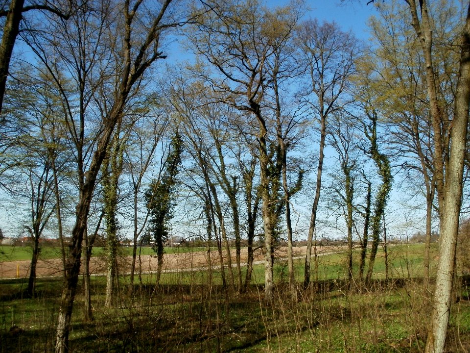 20120401Baerlauch_Altlussheim03