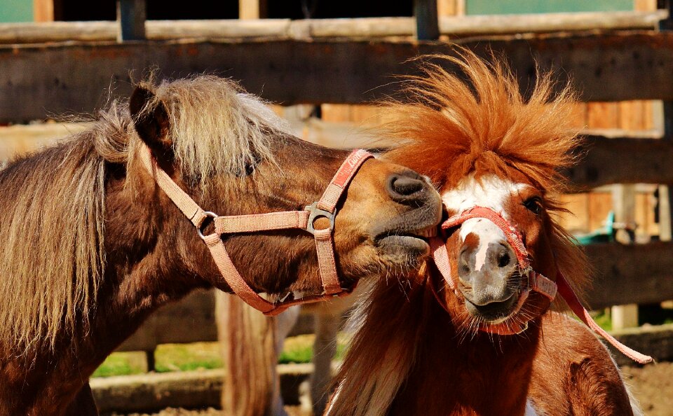 Animal pony