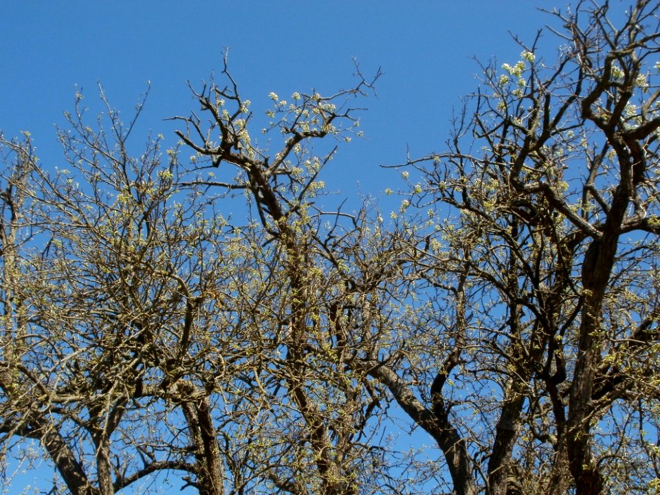 20120401Birnbaum_Altlussheim2