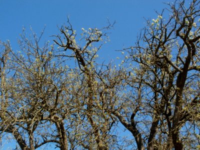 20120401Birnbaum_Altlussheim2