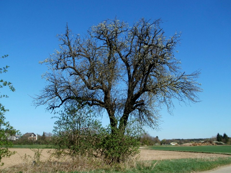 20120401Birnbaum_Altlussheim1