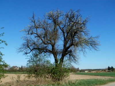 20120401Birnbaum_Altlussheim1