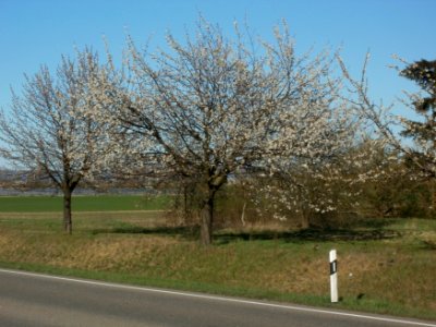 20120401Kirschbluete_Neulussheim07