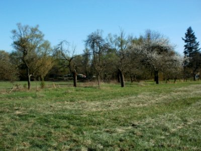 20120401Streuobstwiese_Altlussheim02