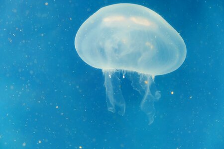 Underwater jellyfish sea life photo